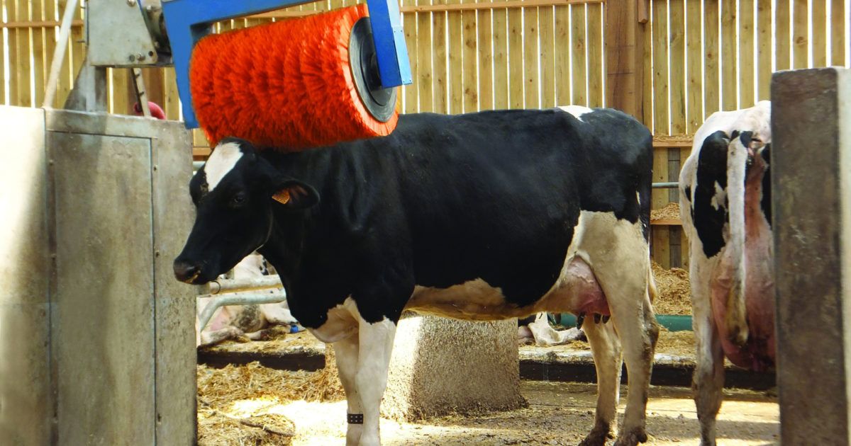 Dairy Cow Comfort Stall Mattress Chinook Farm Innovations