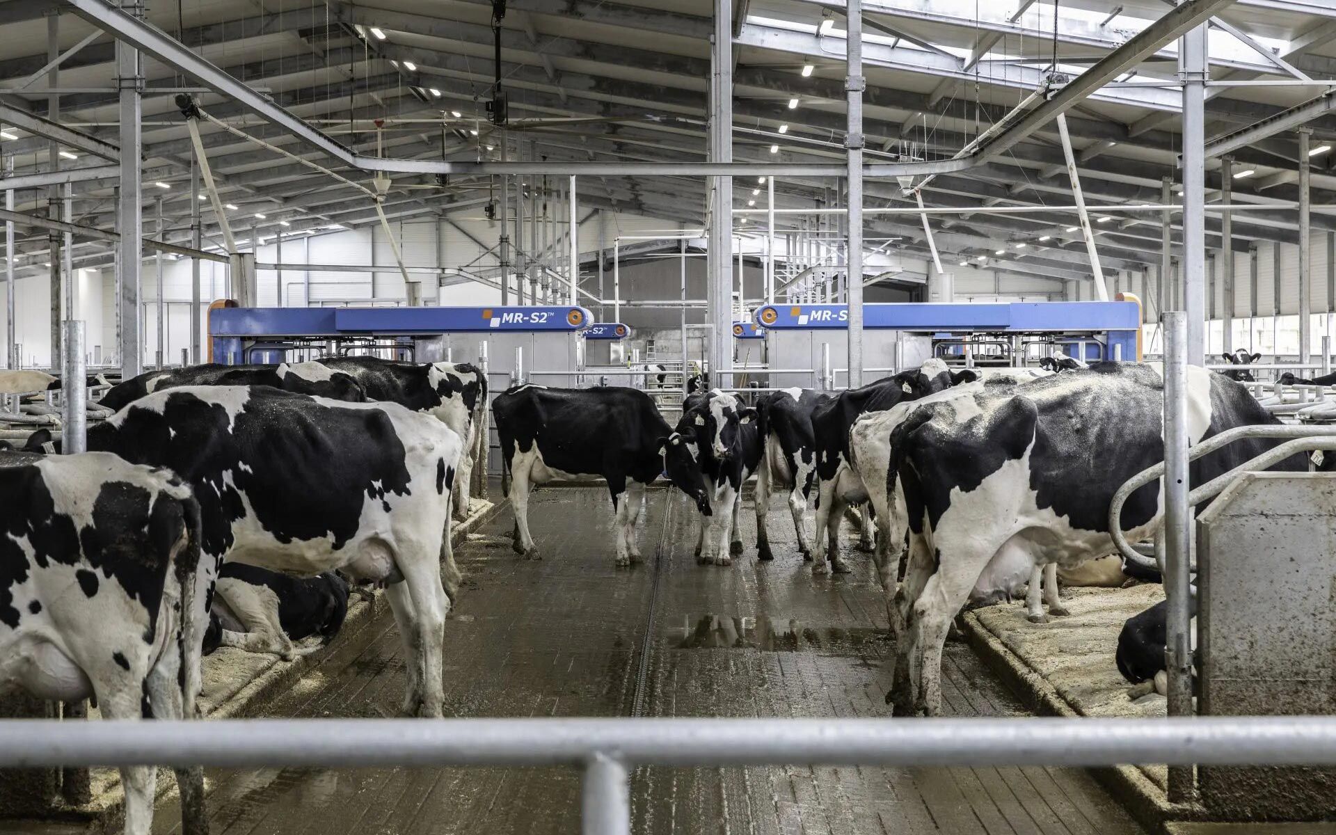 Milking Equipment Dairy Farm Chinook Farm Innovations